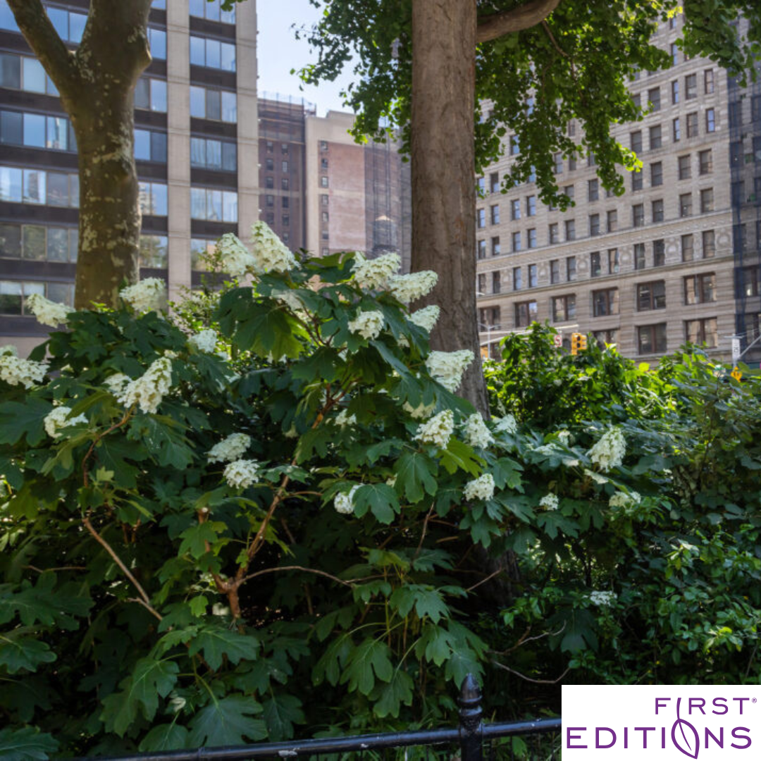 Jetstream Hydrangea | Hydrangea quercifolia