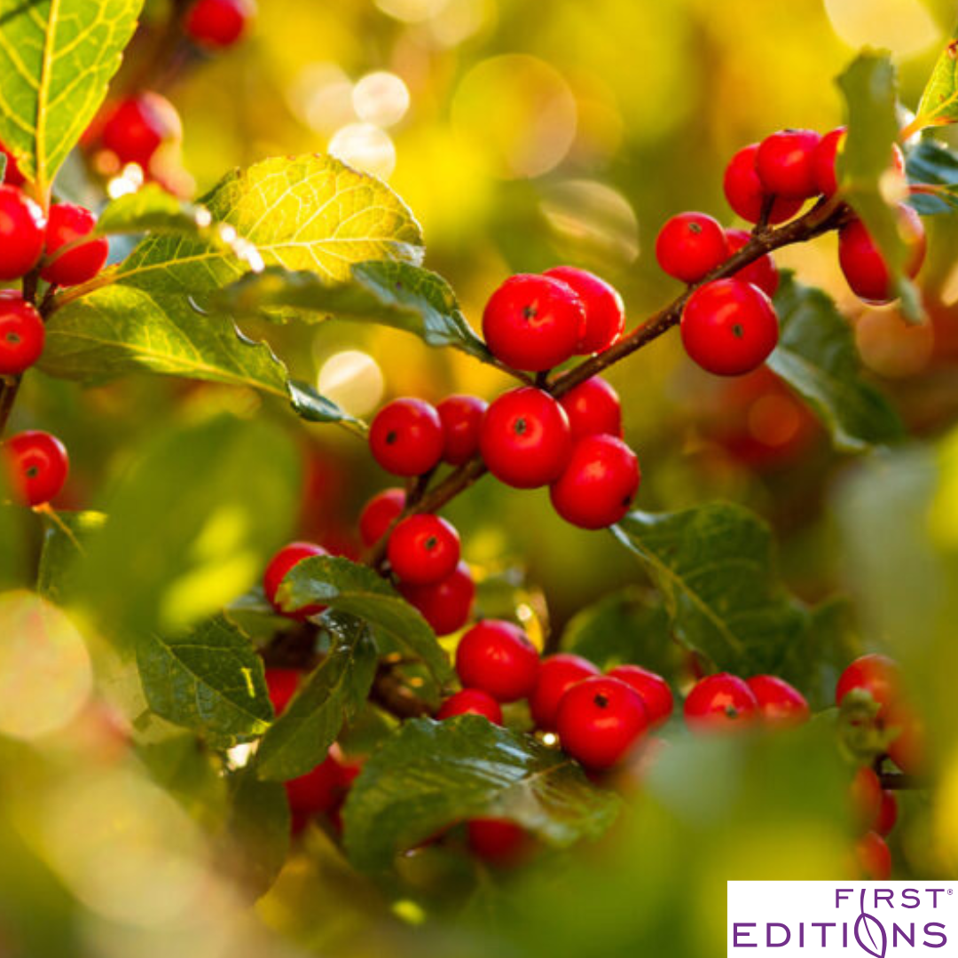 Wildfire™ Winterberry | Ilex verticillata