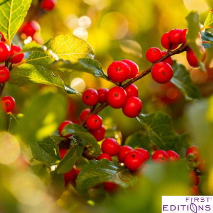 Wildfire™ Winterberry | Ilex verticillata