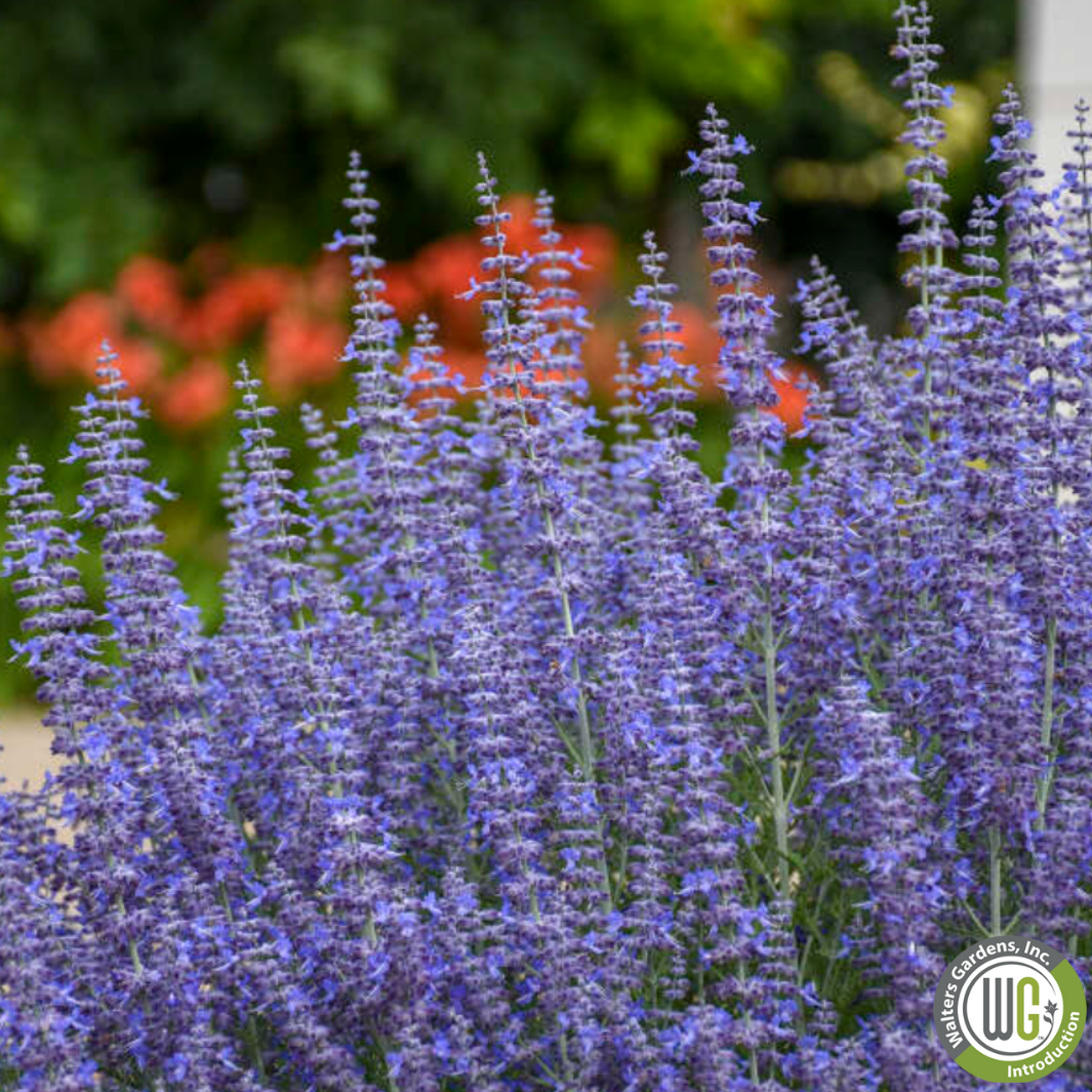 'Denim n Lace' Russian Sage | Perovskia atriplicifolia