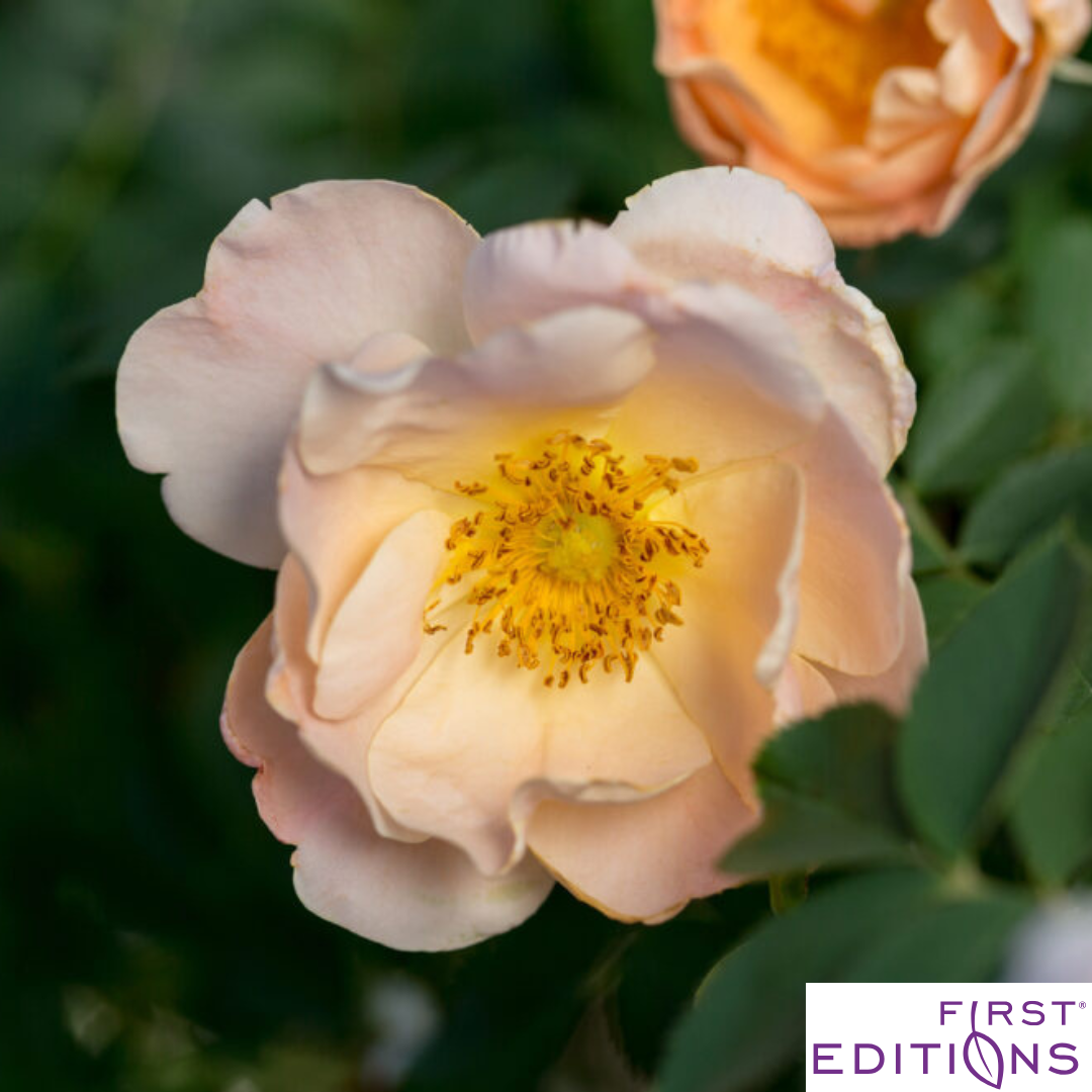 Above and Beyond™ Rose | Rosa