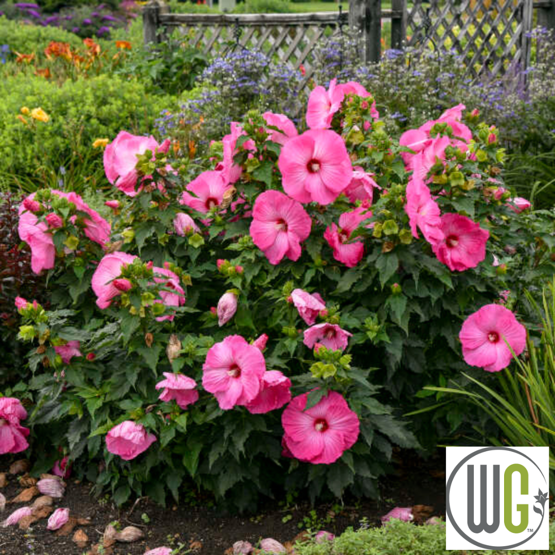 'Airbrush Effect' Hibiscus | Rose Mallow