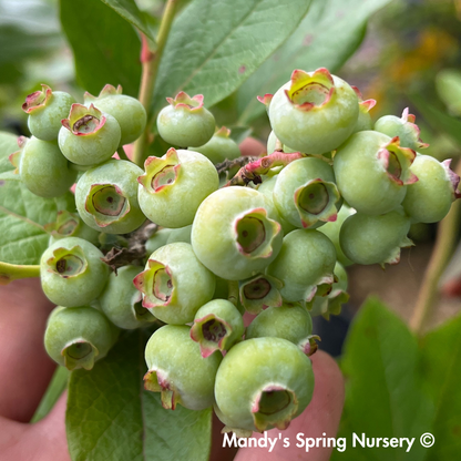 'Patriot' Blueberry | Vaccinium Corymbosum