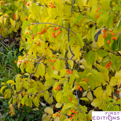 Autumn Revolution Bittersweet | Celastrus scandens 'Bailumn'