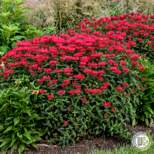 'Red Velvet' Bee Balm | Monarda 'Red Velvet'