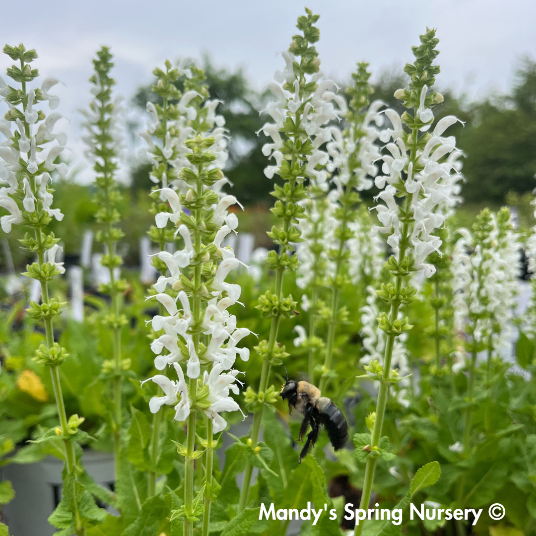 'White Profusion' Salvia | Salvia nemorosa