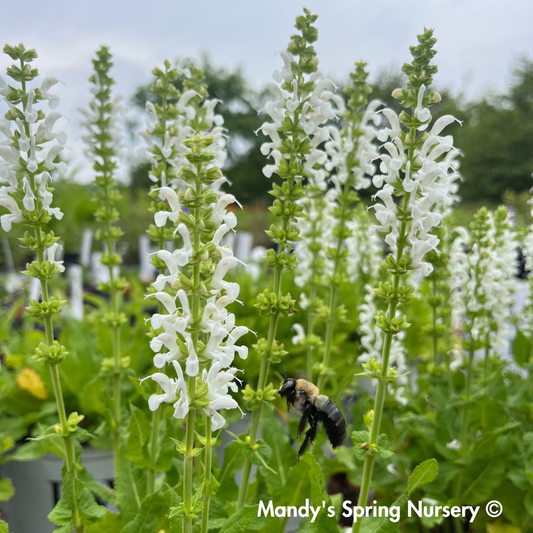 'White Profusion' Salvia | Salvia nemorosa
