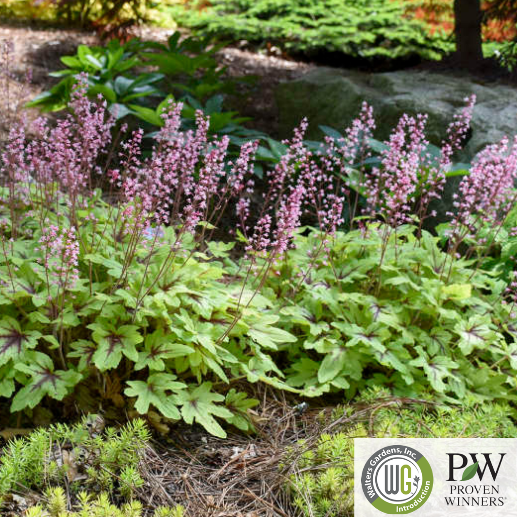 'Eye Spy' Foamy Bells | Heucherella