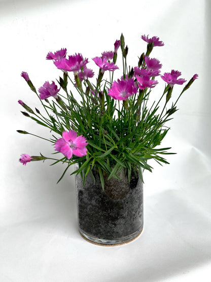Essential Love | Pinks | Three-Season Floral Gift
