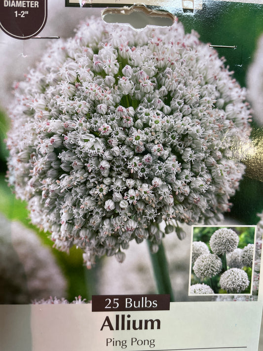 Ping Pong Allium 25CT