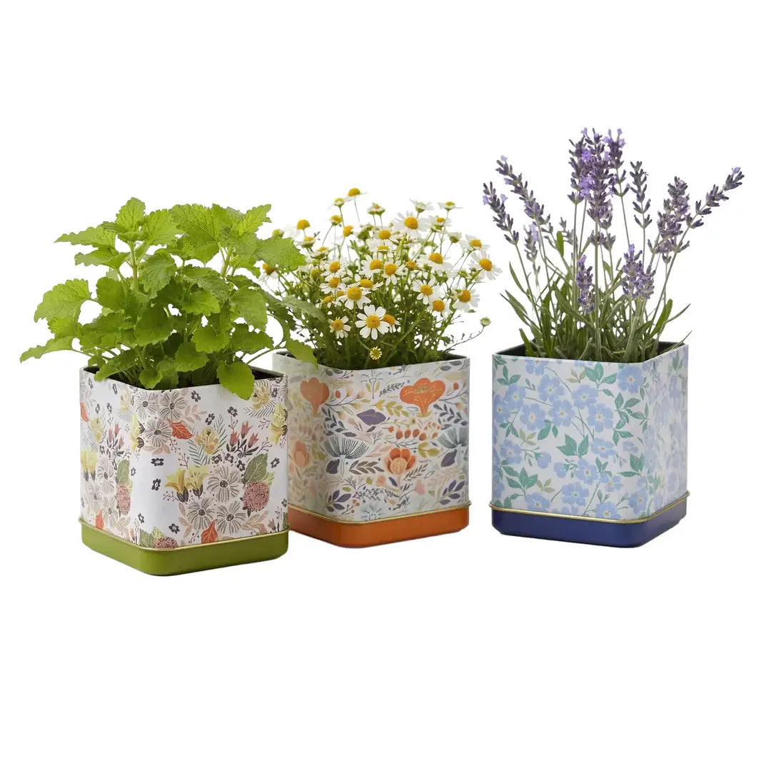 Tea Garden Grow Kit | Herb Kit | Indoor Garden Set