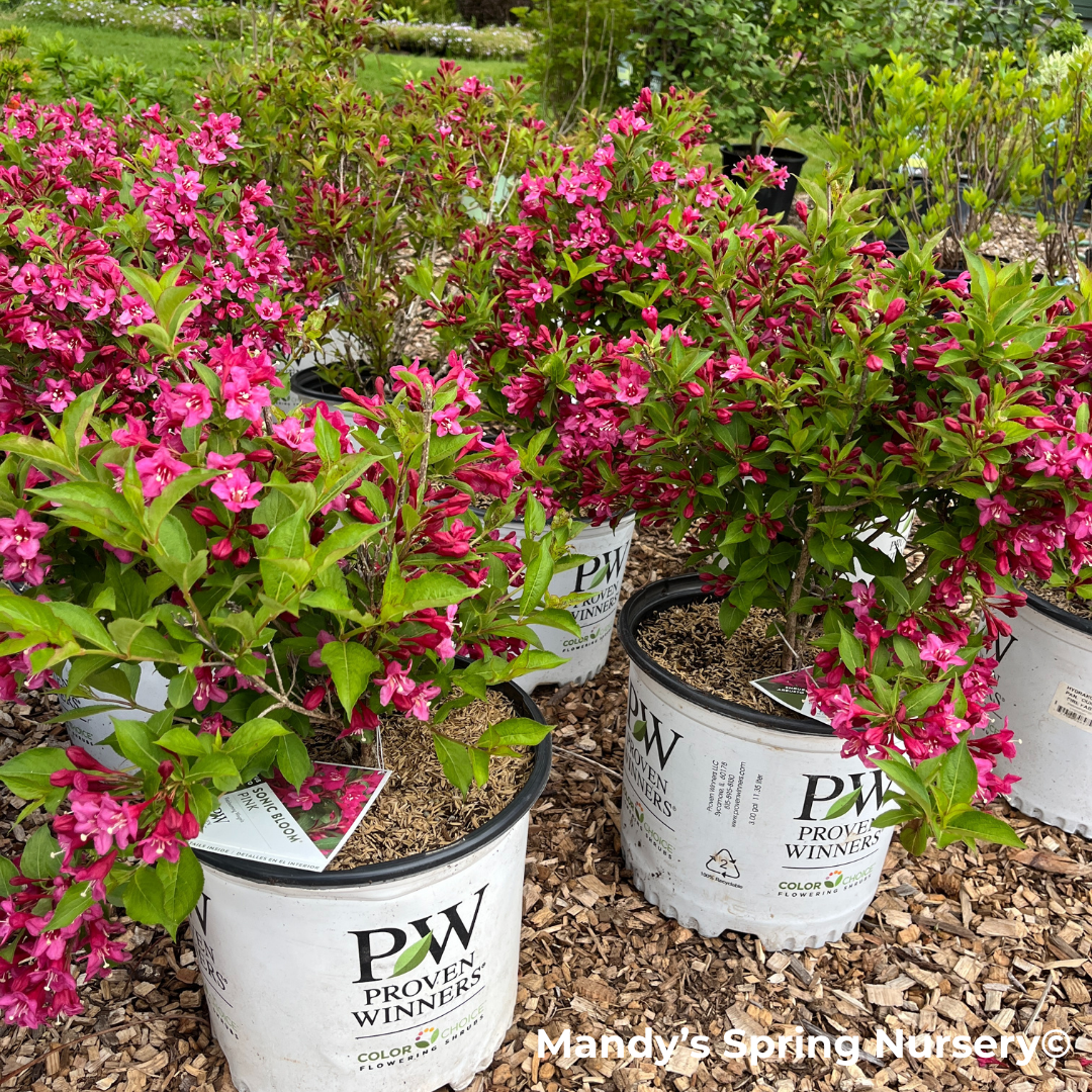 Sonic Bloom Pink Weigela | Weigela florida