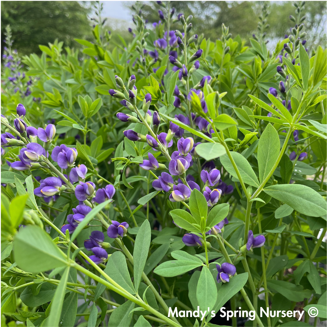 Blueberry Sundae False Indigo | Baptisia 'Blueberry Sundae'