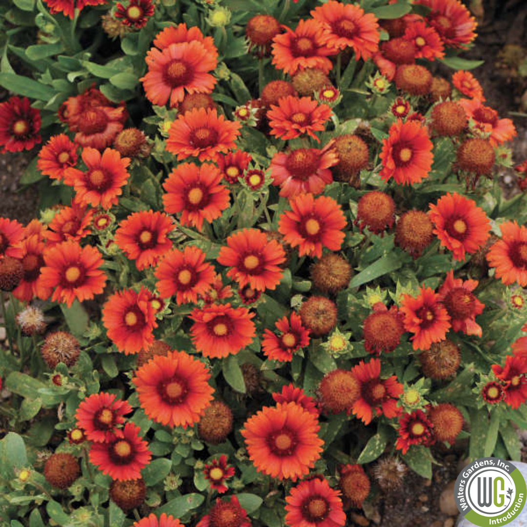 'Arizona Red Shades' Blanket Flower | Gaillardia aristata