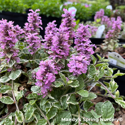 'Pink Lightning' Bugelweed | Ajuga reptans 'Pink Lightning'
