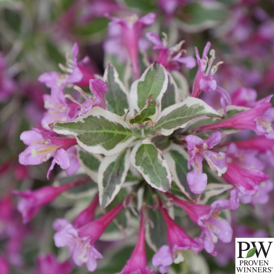 My Monet Purple Effect® Weigela | Weigela florida