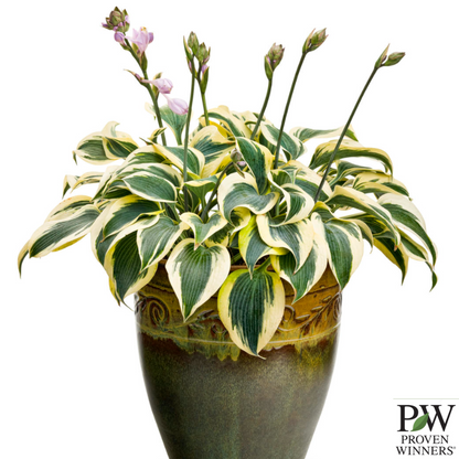 Shadowland® 'Autumn Frost' Hosta