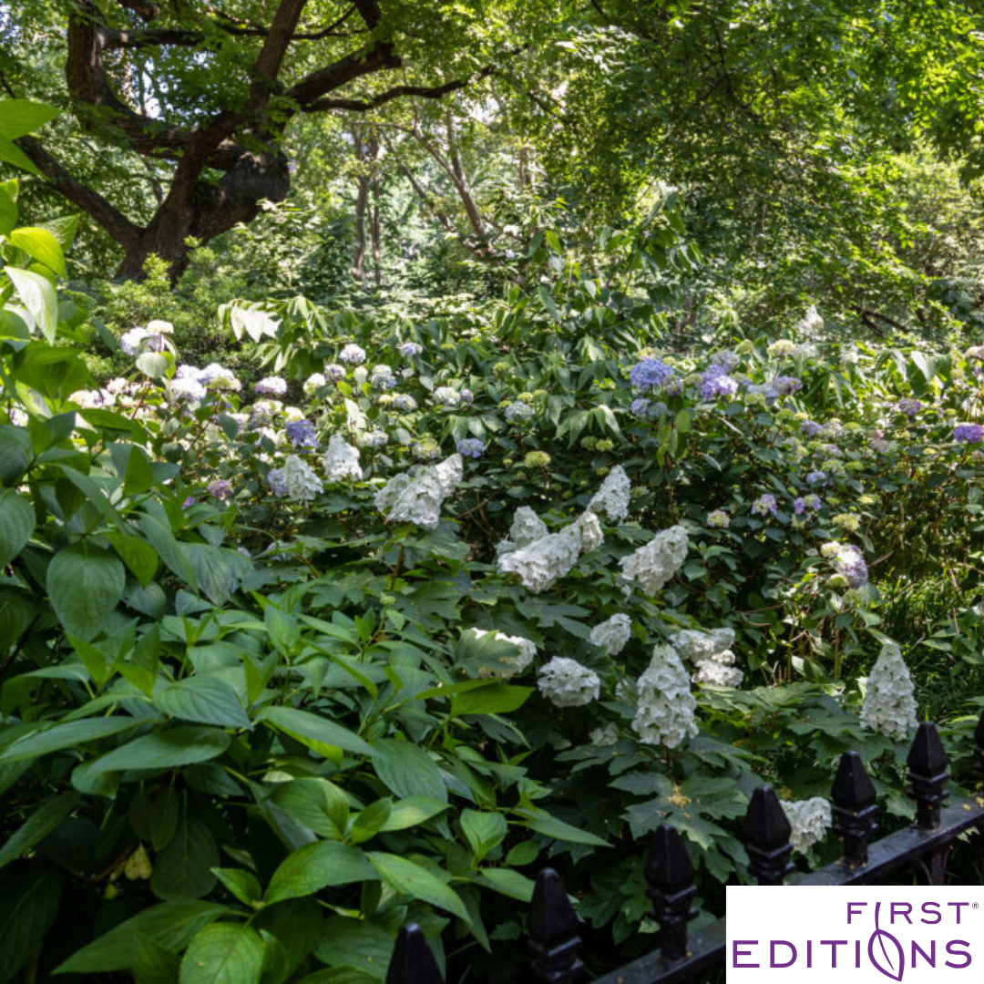 Jetstream Hydrangea | Hydrangea quercifolia