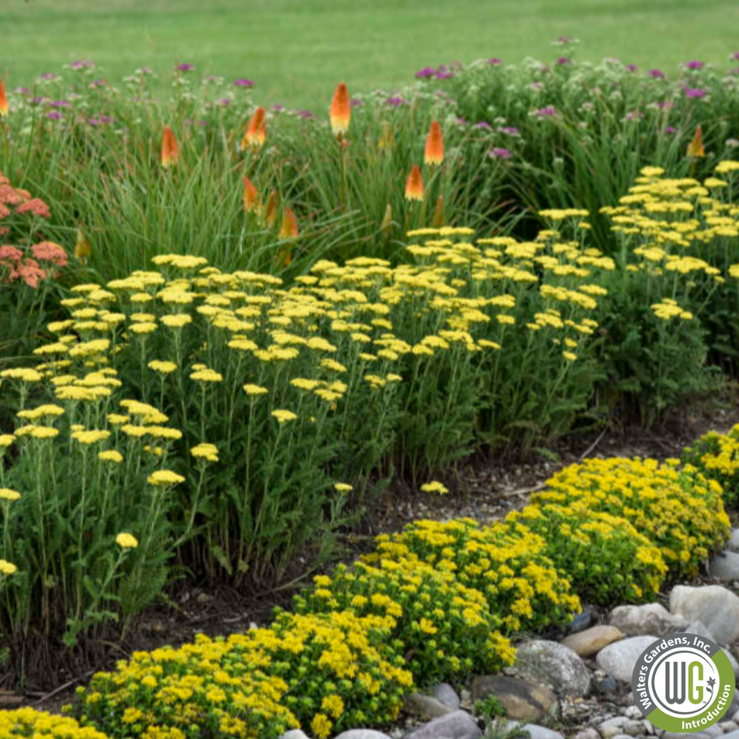 'Firefly Sunshine' Yarrow | Achillea 'Firefly Sunshine'