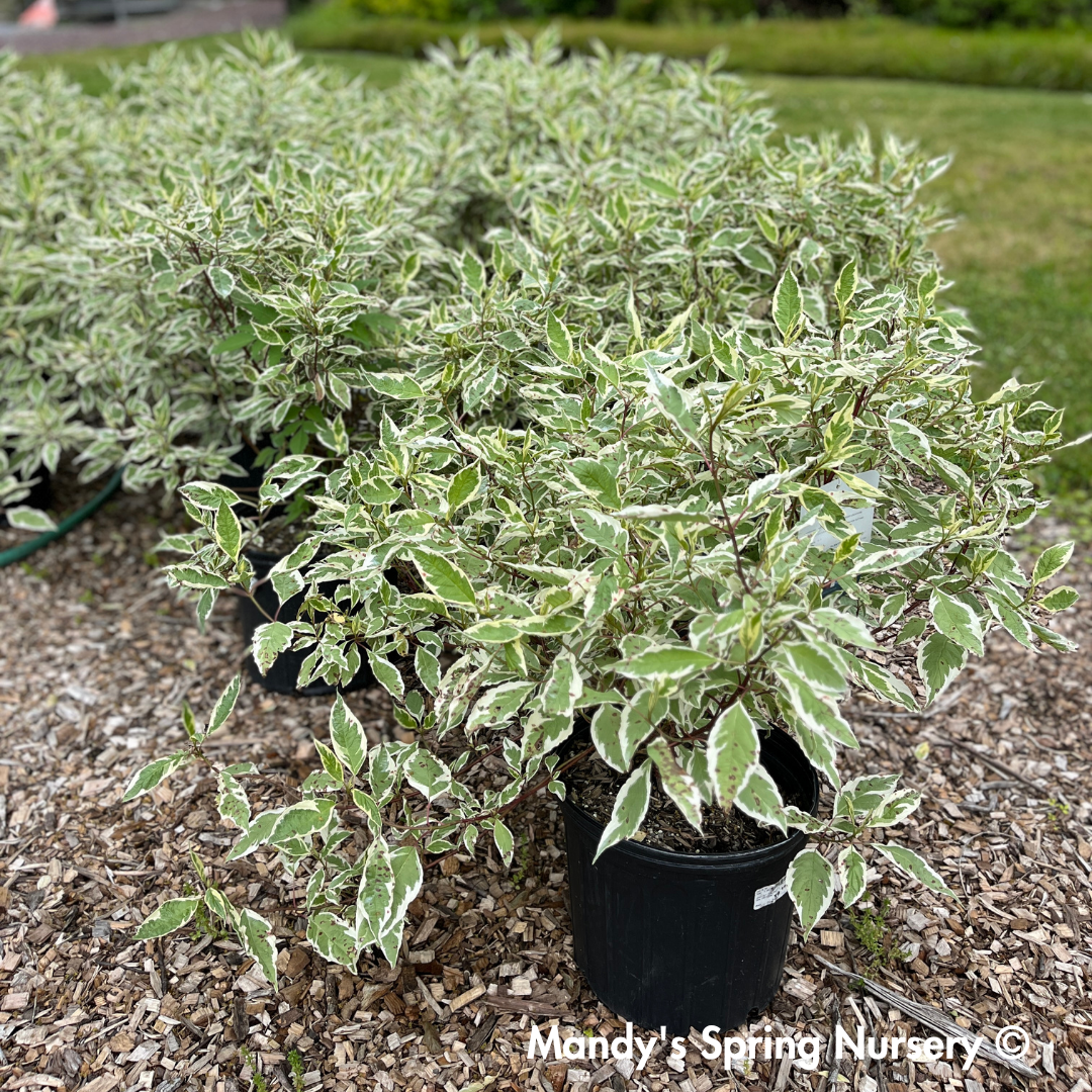 Ivory Halo Red twig Dogwood | Cornus alba