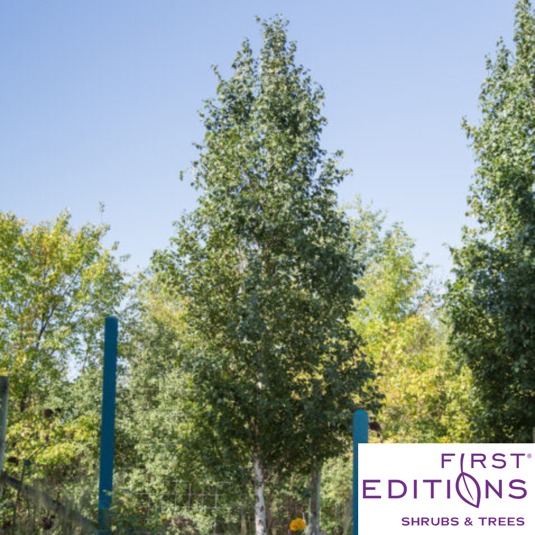 First Editions® Parkland Pillar® Birch | Betula platyphylla 'Jefpark'