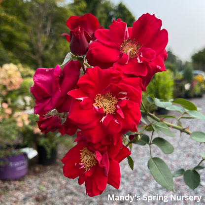 Ramblin' Red Rose Climbing Rose | Rosa