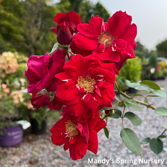 Ramblin' Red Rose Climbing Rose | Rosa