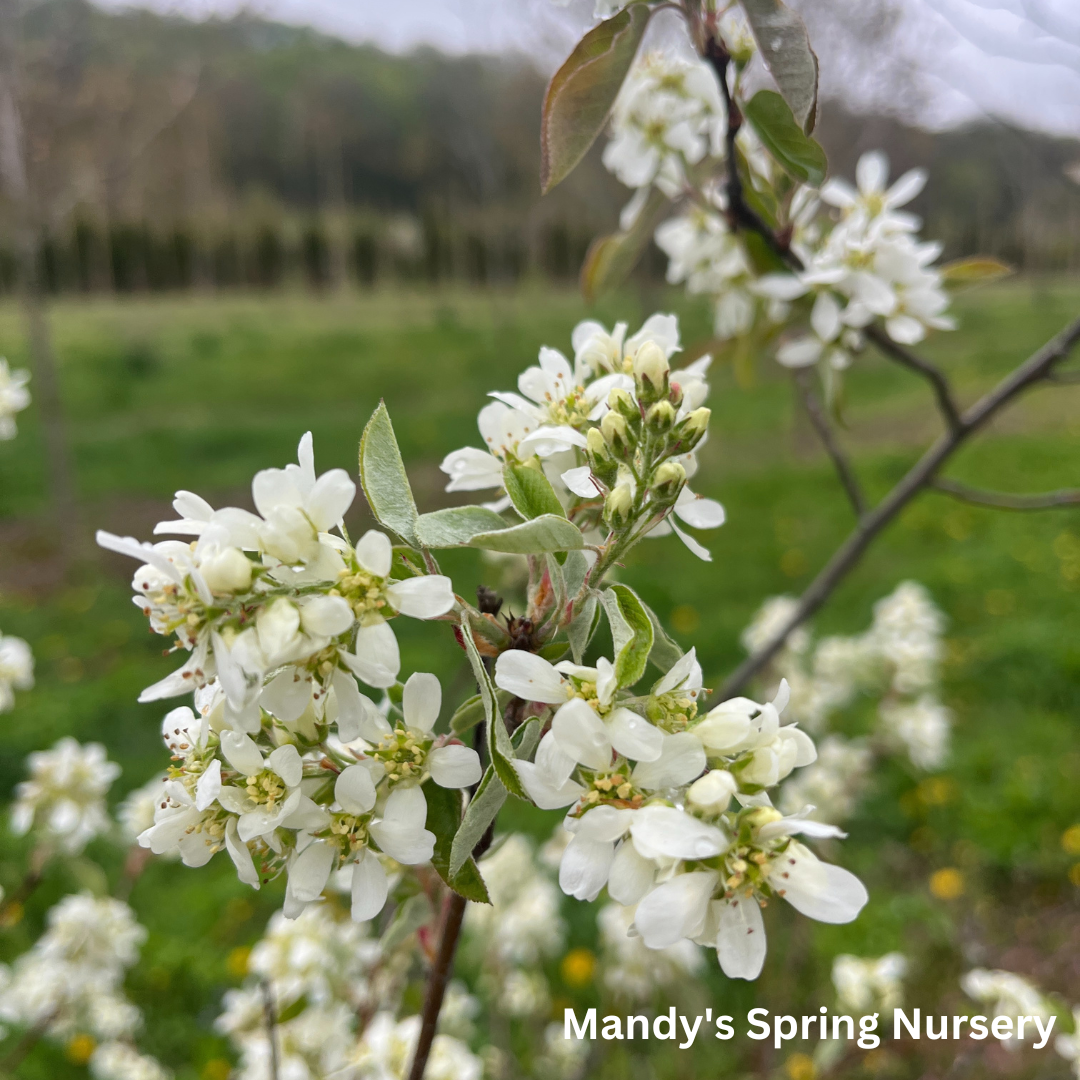 Shadblow Serviceberry | Amelanchier canadensis