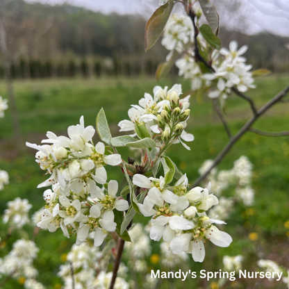 Shadblow Serviceberry | Amelanchier canadensis