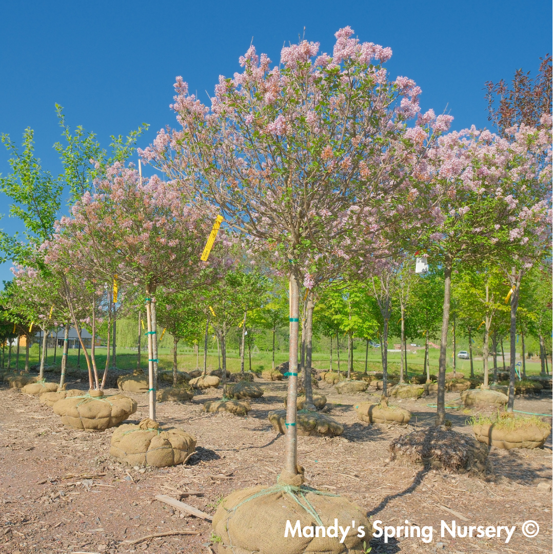 Palibin Dwarf Korean Lilac Tree | Syringa meyeri 'Palibin'