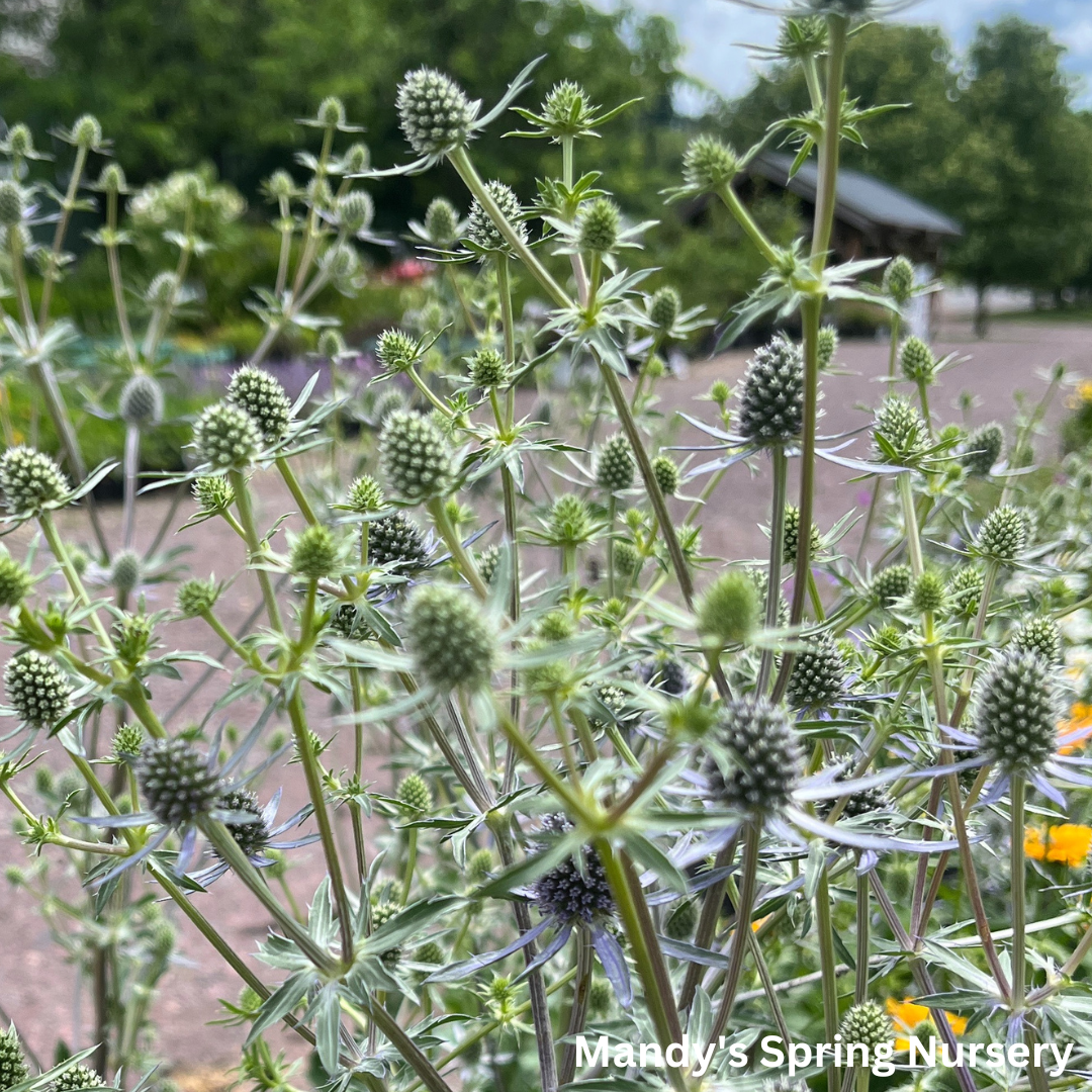 'Blue Glitter' Sea Holly | Eryngium 'Blue Glitter'