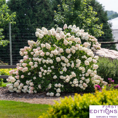 Vanilla Strawberry Hydrangea | Hydrangea paniculata