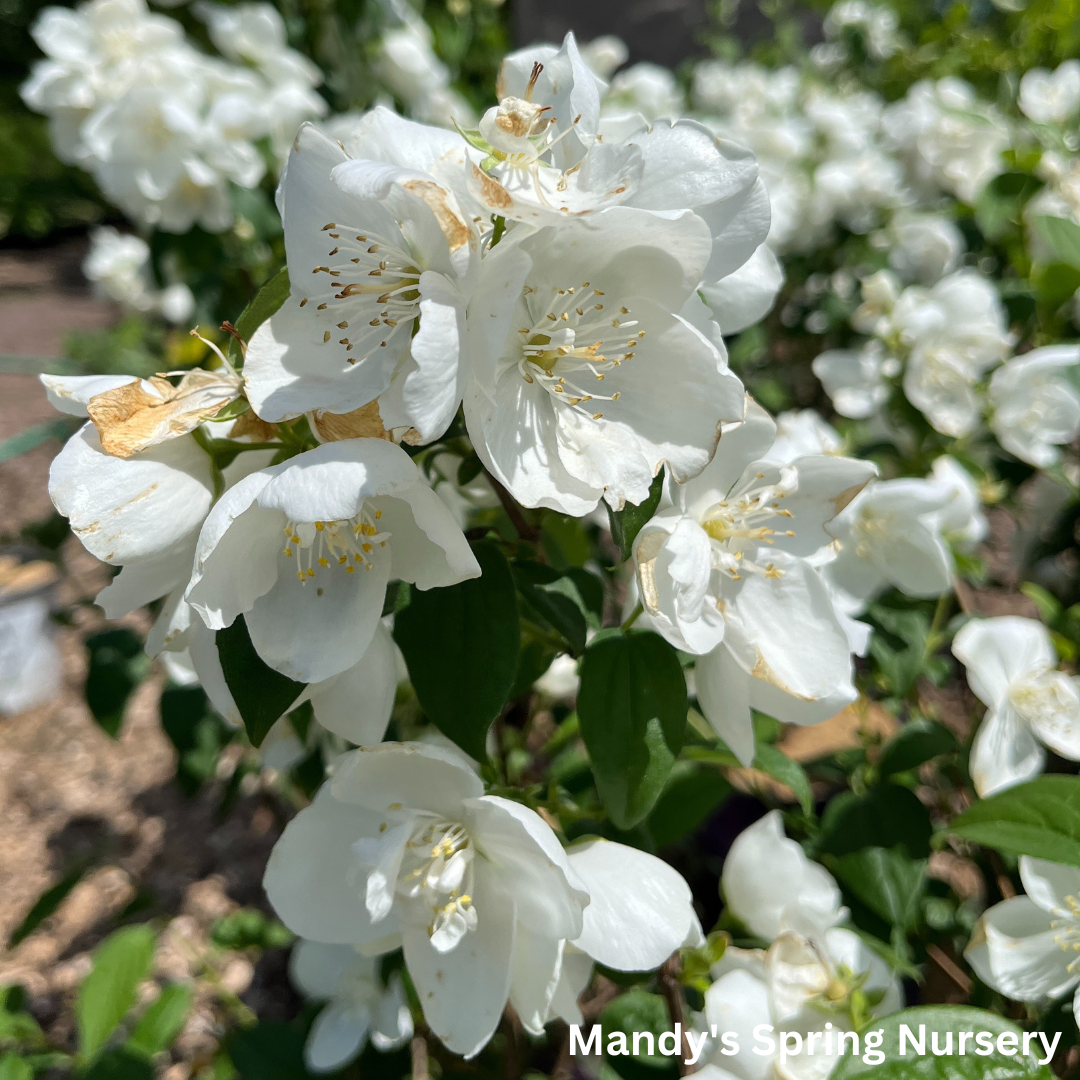 Snow White Mockorange | Philadelphus