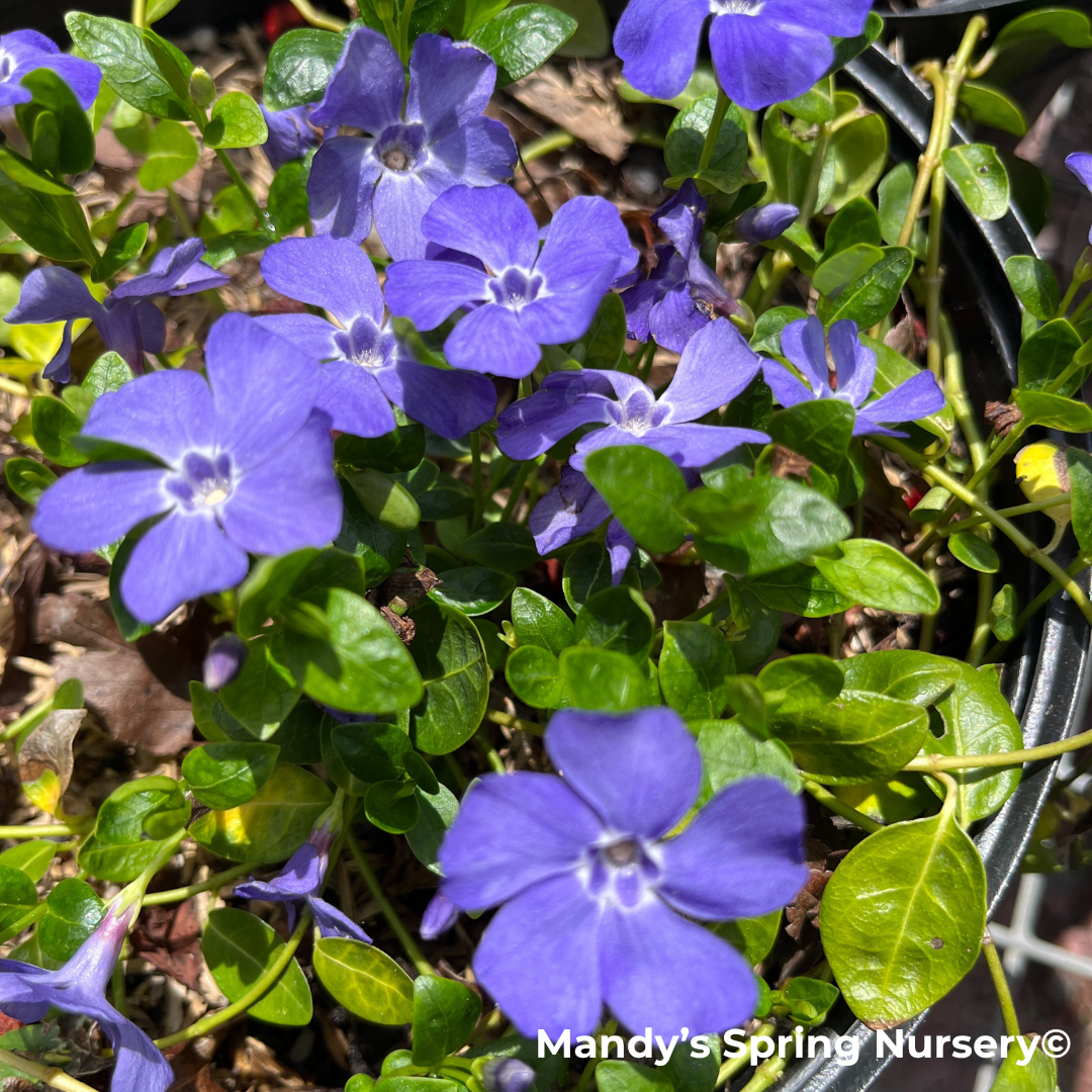 'Bowles' Common Periwinkle | Vinca minor 'Bowles'