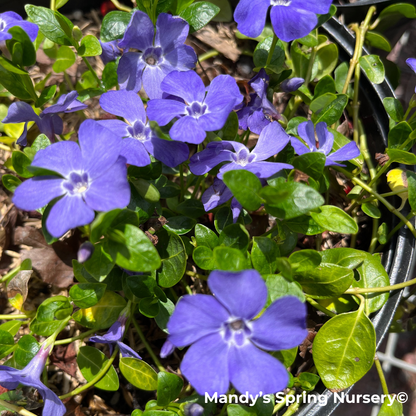 'Bowles' Common Periwinkle | Vinca minor 'Bowles'