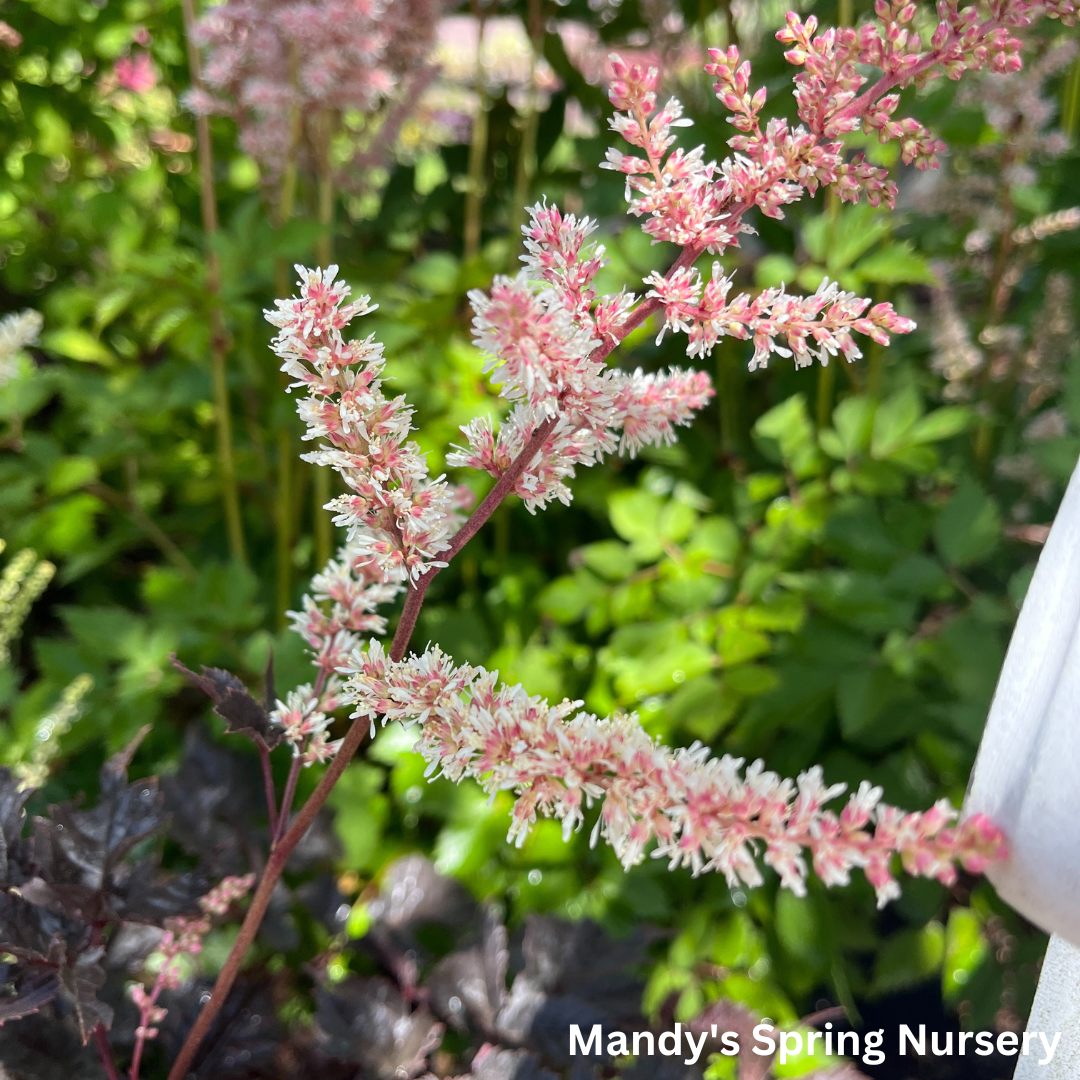 Chocolate Shotgun Astilbe | Astilbe 'Chocolate Shotgun'