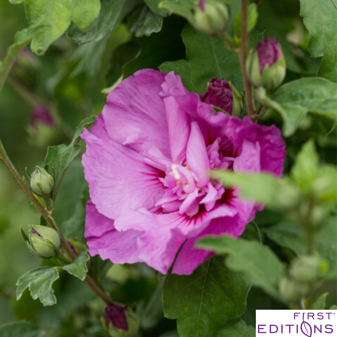 Tahiti Rose of Sharon | Hibiscus syriacus