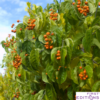 Autumn Revolution Bittersweet | Celastrus scandens 'Bailumn'
