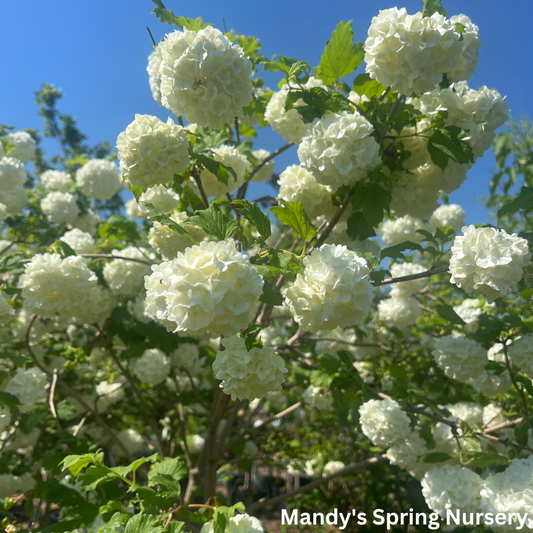 Common Snowball Viburnum - Tree Form | Viburnum opulus 'Roseum'