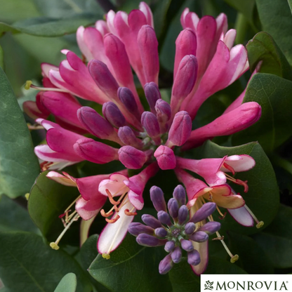 Goldflame Honeysuckle | Lonicera x heckrotti