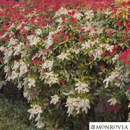 'Mountain Fire' Pieris | Pieris japonica 'Mountain Fire'
