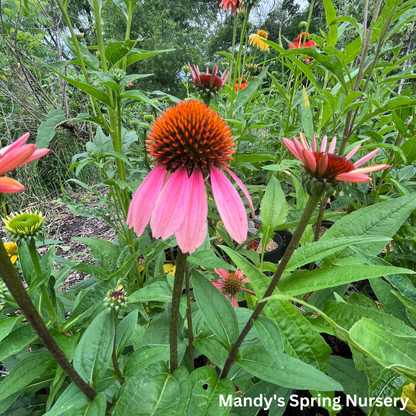 'Cheyenne Spirit' Coneflower | Echinacea 'Cheyenne Spirit'