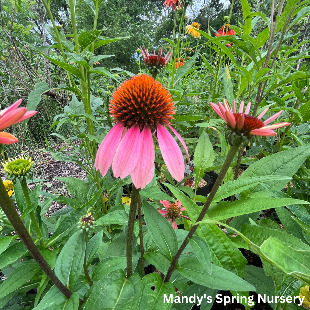 'Cheyenne Spirit' Coneflower | Echinacea 'Cheyenne Spirit'