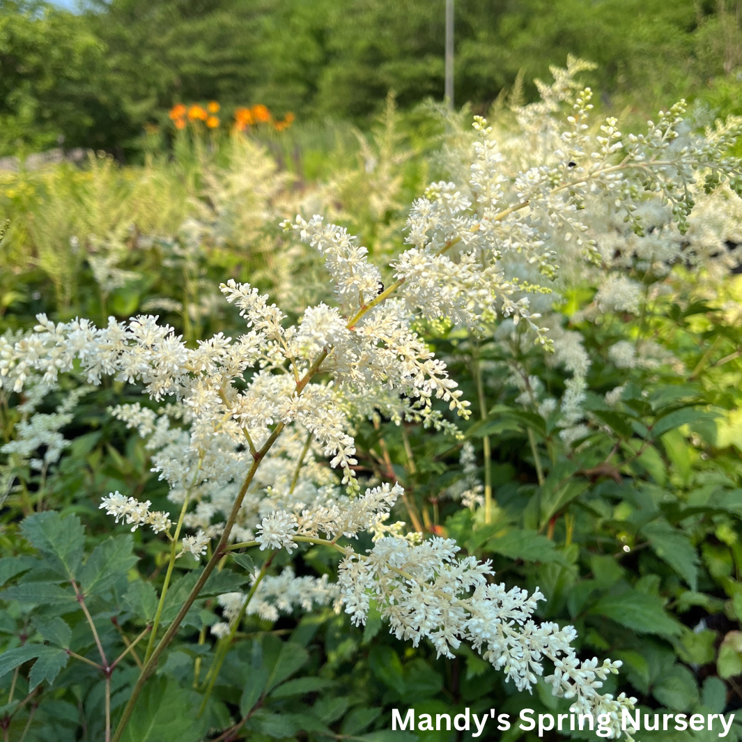 Bridal Veil Astilbe | Astilbe arendsii