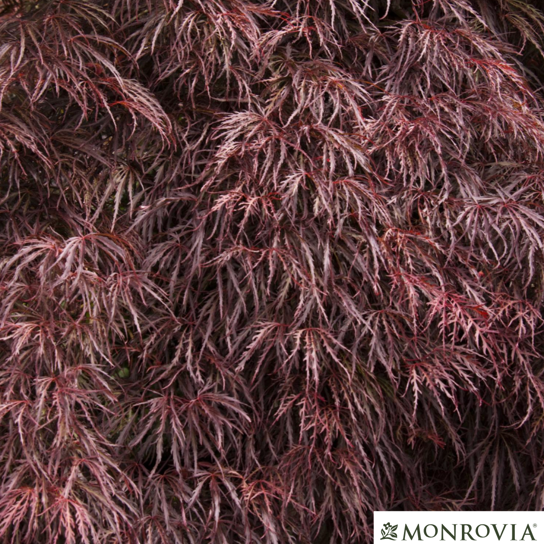 'Crimson Queen' Japanese Maple | Acer palmatum