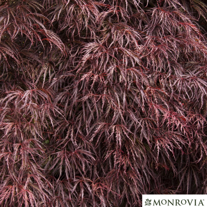 'Crimson Queen' Japanese Maple | Acer palmatum