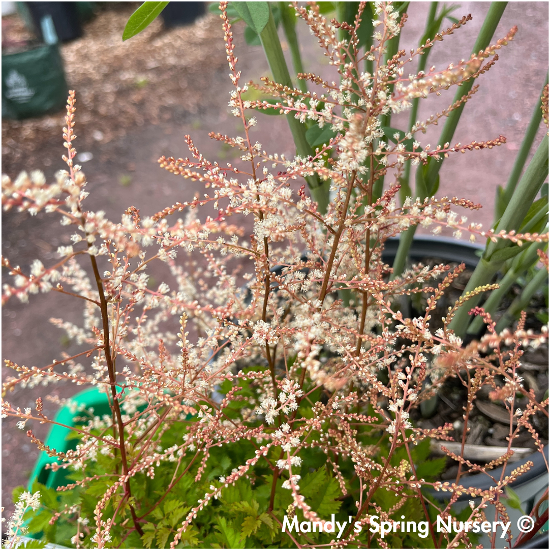 'Chantilly Lace' Goat's Beard | Aruncus 'Chantilly Lace'