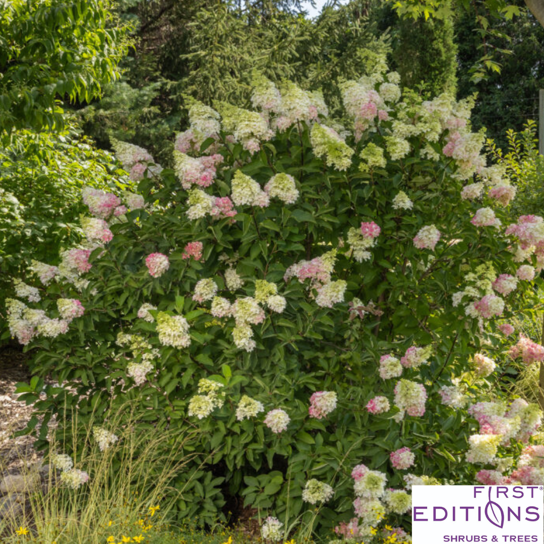 Strawberry Sundae Hydrangea | Hydrangea paniculata