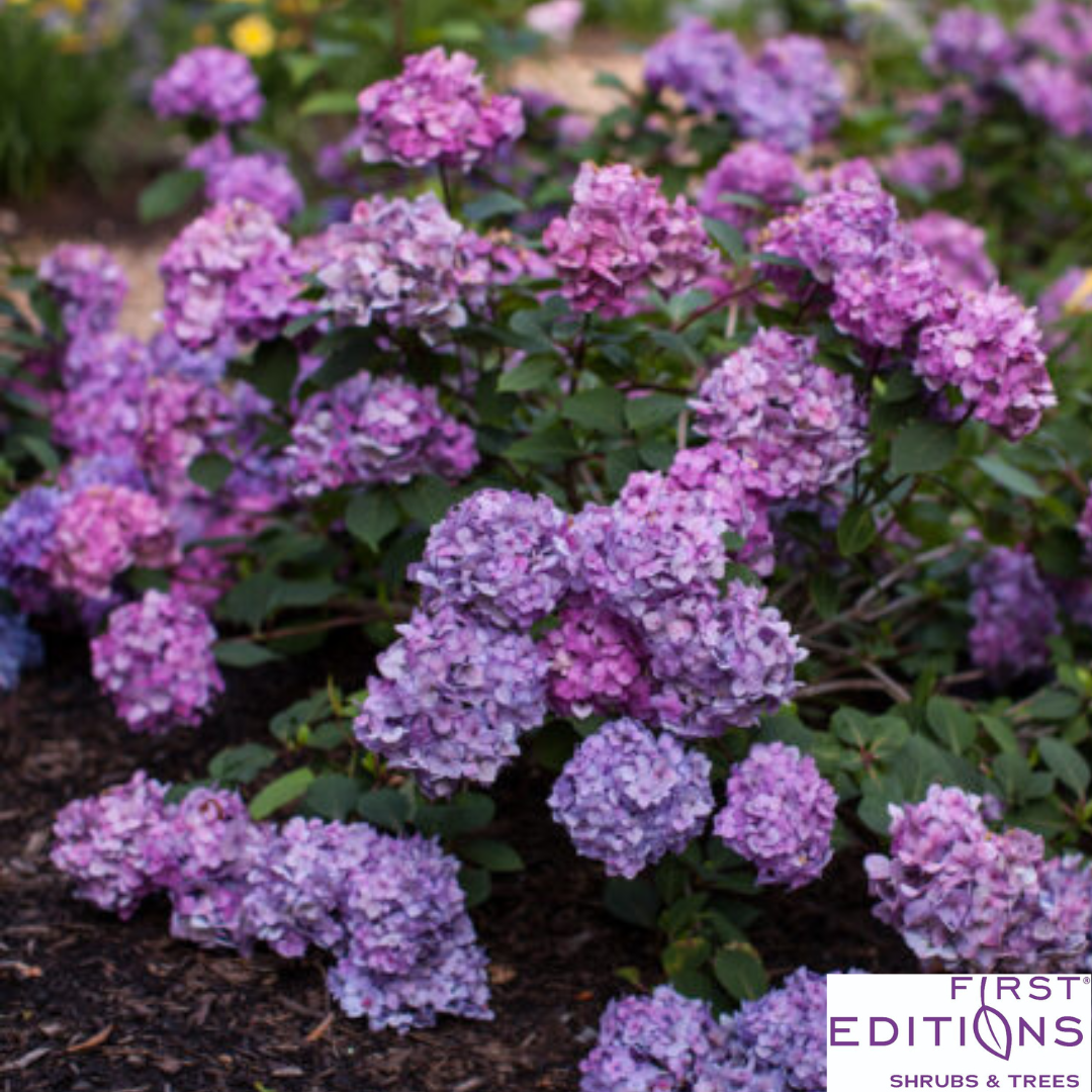 BloomStruck Reblooming Bigleaf Endless Summer® Hydrangea | Hydrangea macrophylla
