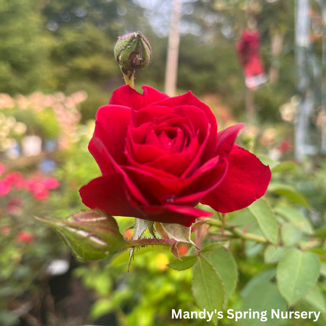 Ramblin' Red Rose Climbing Rose | Rosa